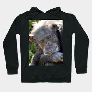 Chimpanzee Hoodie